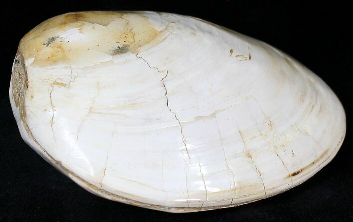 Wide Polished Fossil Clam - Jurassic #21777